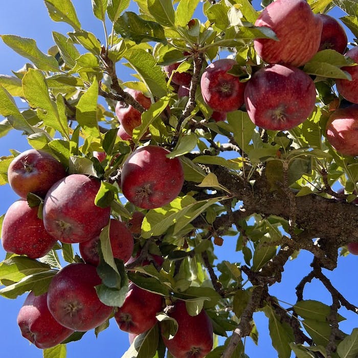 Img: apple, food, fruit, plant, produce