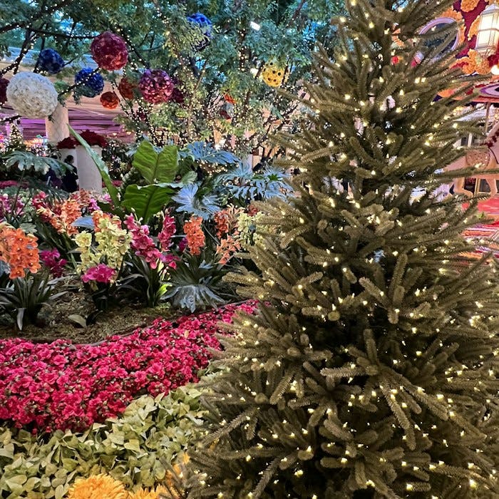 Img: tree, person, potted plant, garden, nature, outdoors, christmas decorations, festival, christmas tree, flower
