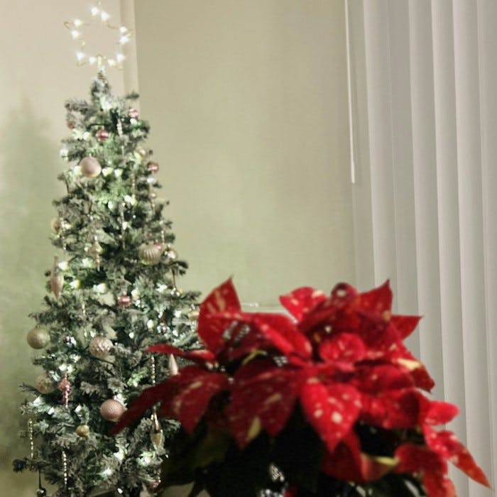Img: christmas, christmas decorations, festival, christmas tree, plant, tree