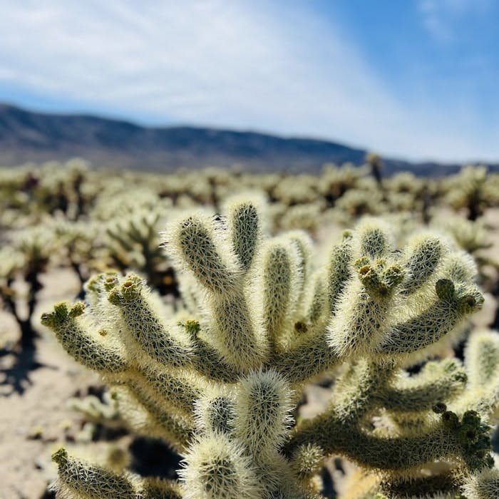 Img: plant, cactus