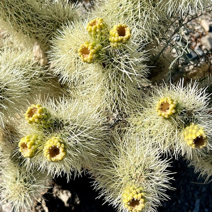 Img: plant, cactus