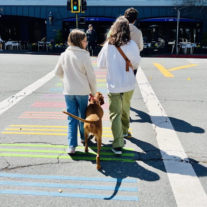 Img: traffic light, shoe, person, pedestrian, canine, dog, pet, chair, pants, hoodie