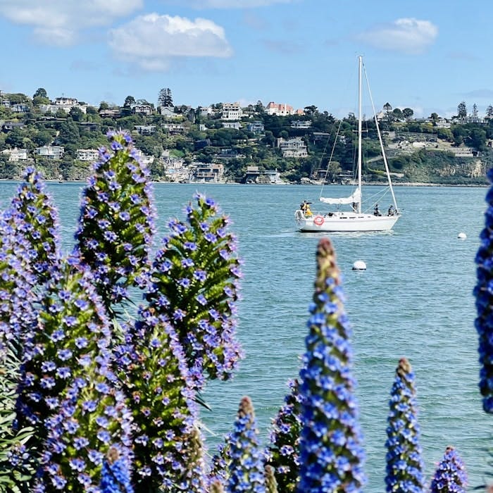 Img: boat, sailboat, watercraft, flower, lupin, water, waterfront, person, summer, tree