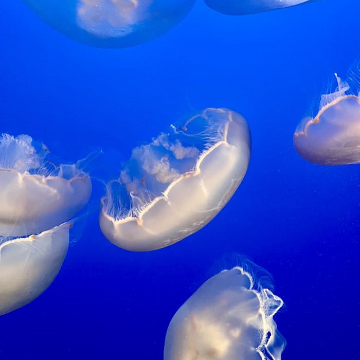 Img: animal, sea life, invertebrate, jellyfish