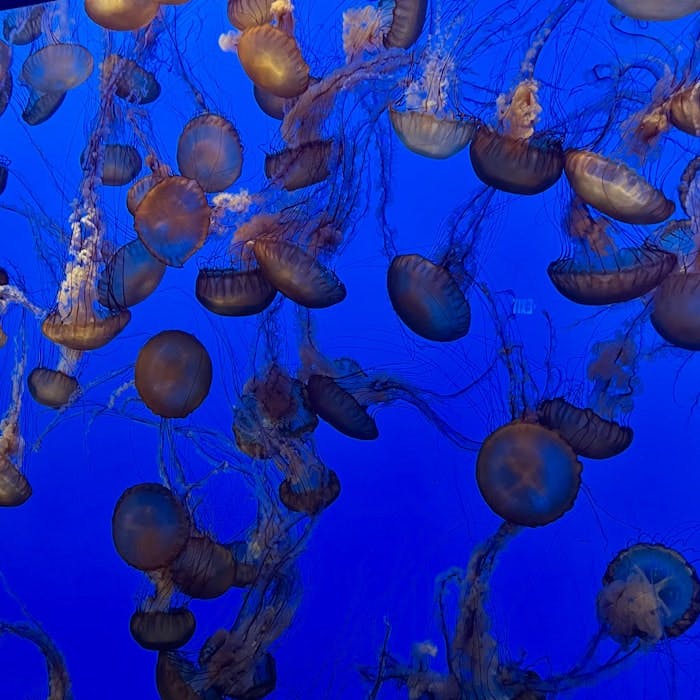 Img: animal, sea life, invertebrate, jellyfish