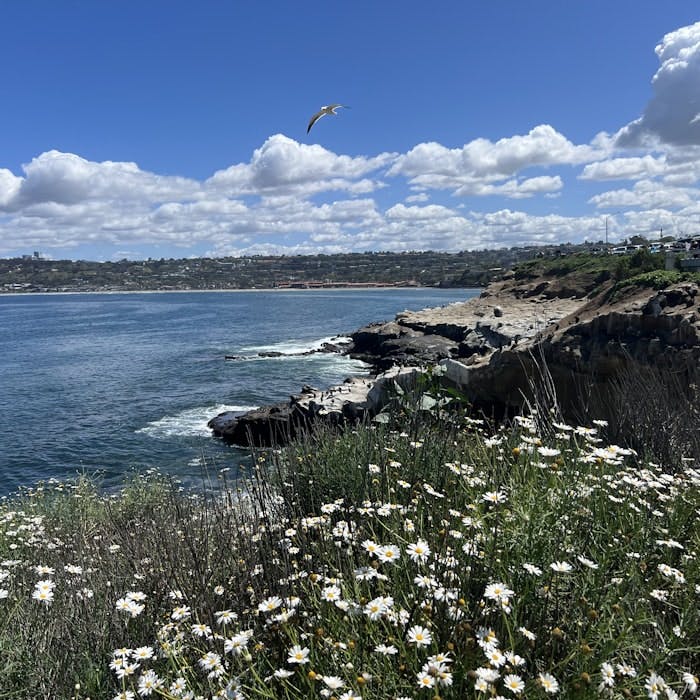 Img: nature, outdoors, promontory, scenery, land, daisy, sky, cumulus, cliff, sea