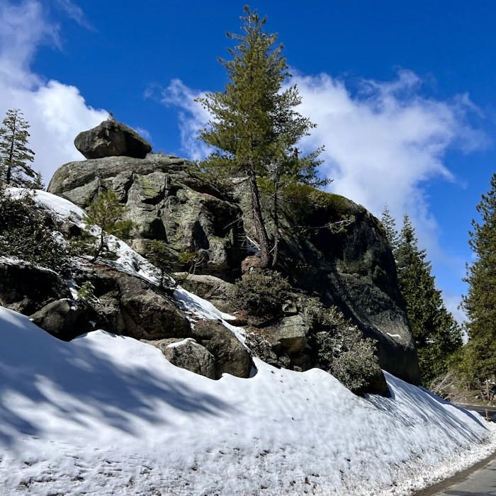 Img: plant, tree, fir, conifer, road, nature, outdoors, scenery, pine