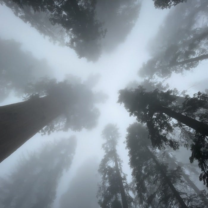 Img: nature, outdoors, weather, tree, rainforest, vegetation, fog, mist, fir, redwood