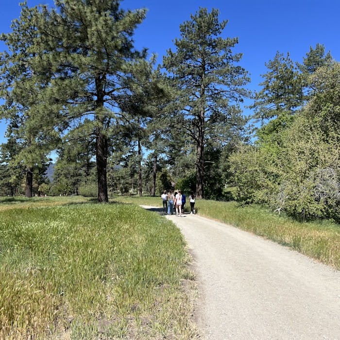 Img: tree, fir, road, grass, path, person, gravel, outdoors, scenery, vegetation