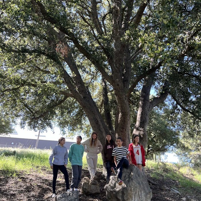 Img: tree, grass, grove, park, vegetation, woodland, tree trunk, rock, portrait, oak