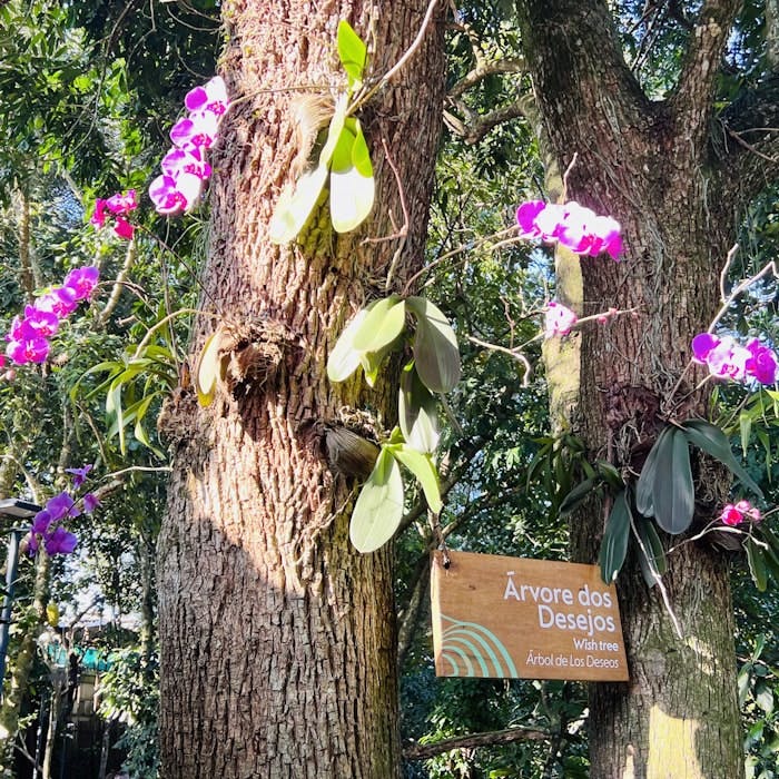 Img: tree, vegetation, tree trunk, nature, rainforest, jungle, potted plant, grove, garden, flower