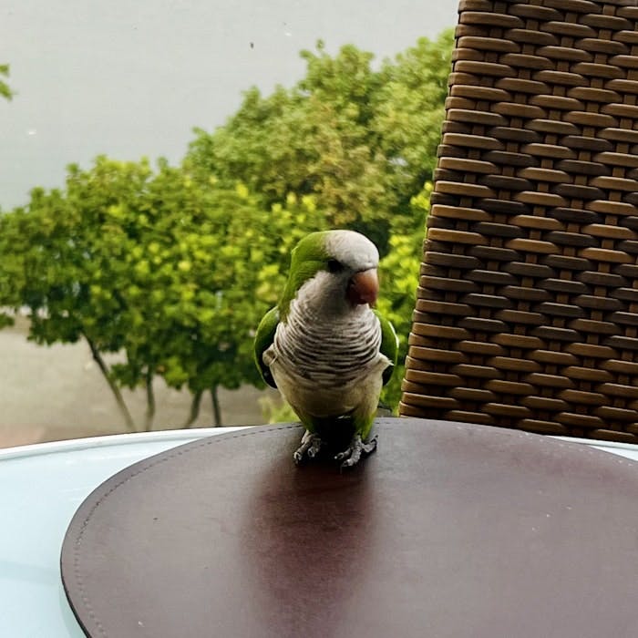 Img: animal, bird, parakeet, parrot, beak, plant, potted plant