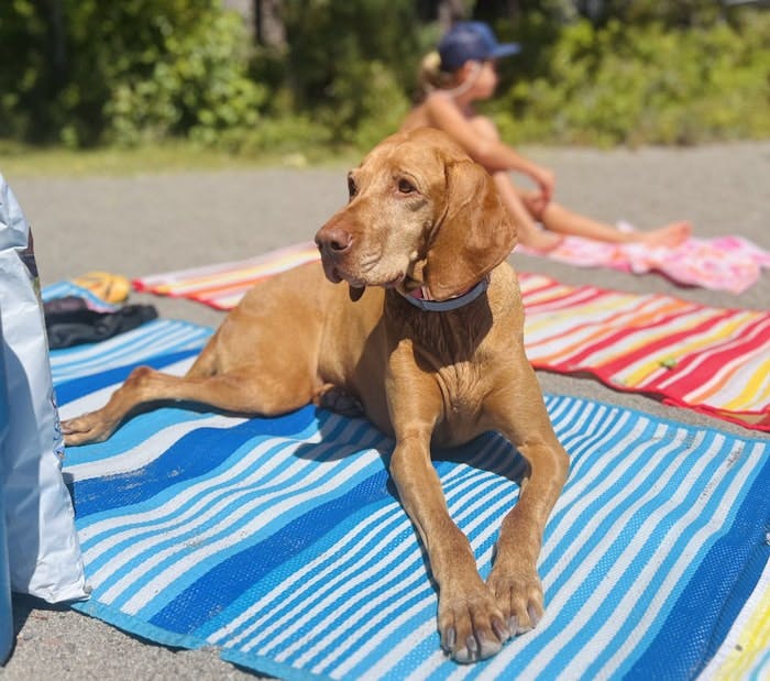 Img: summer, canine, dog, mammal, pet, person, hound, clothing, hat, towel